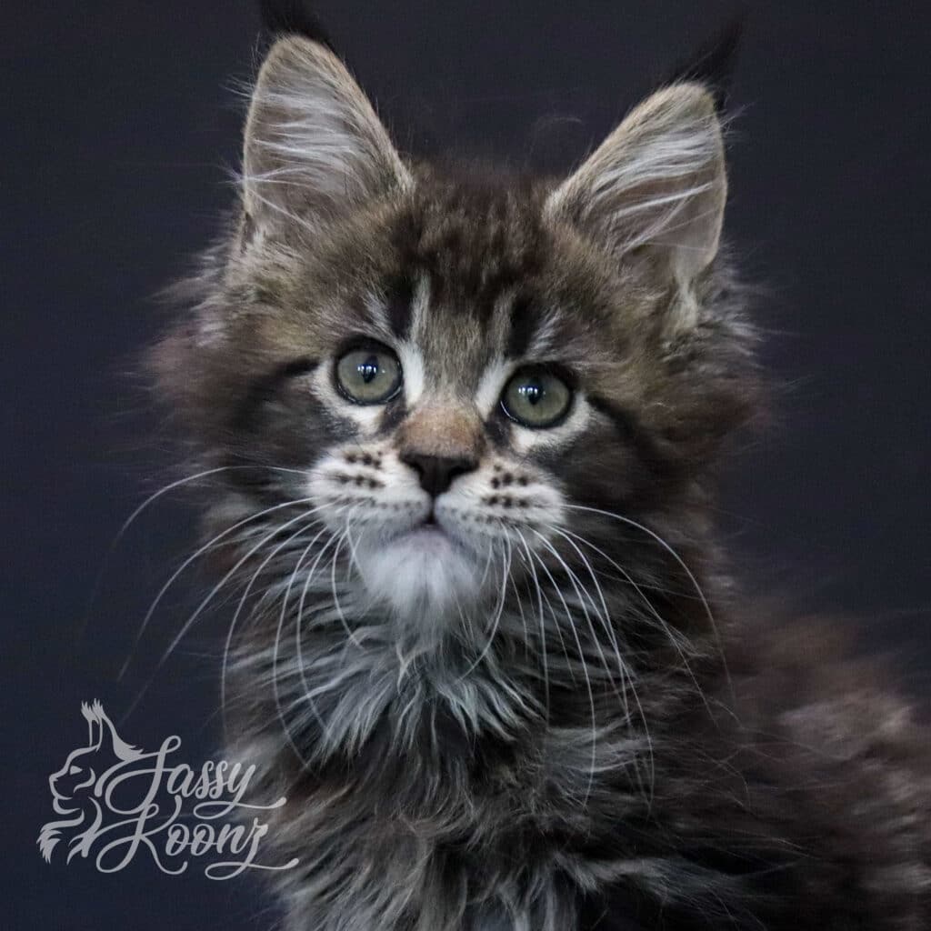 chapter-2-maine-coon-9-weeks-old ⋆ Sassy Koonz Maine Coon Cattery chapter 2 maine coon 9 weeks old