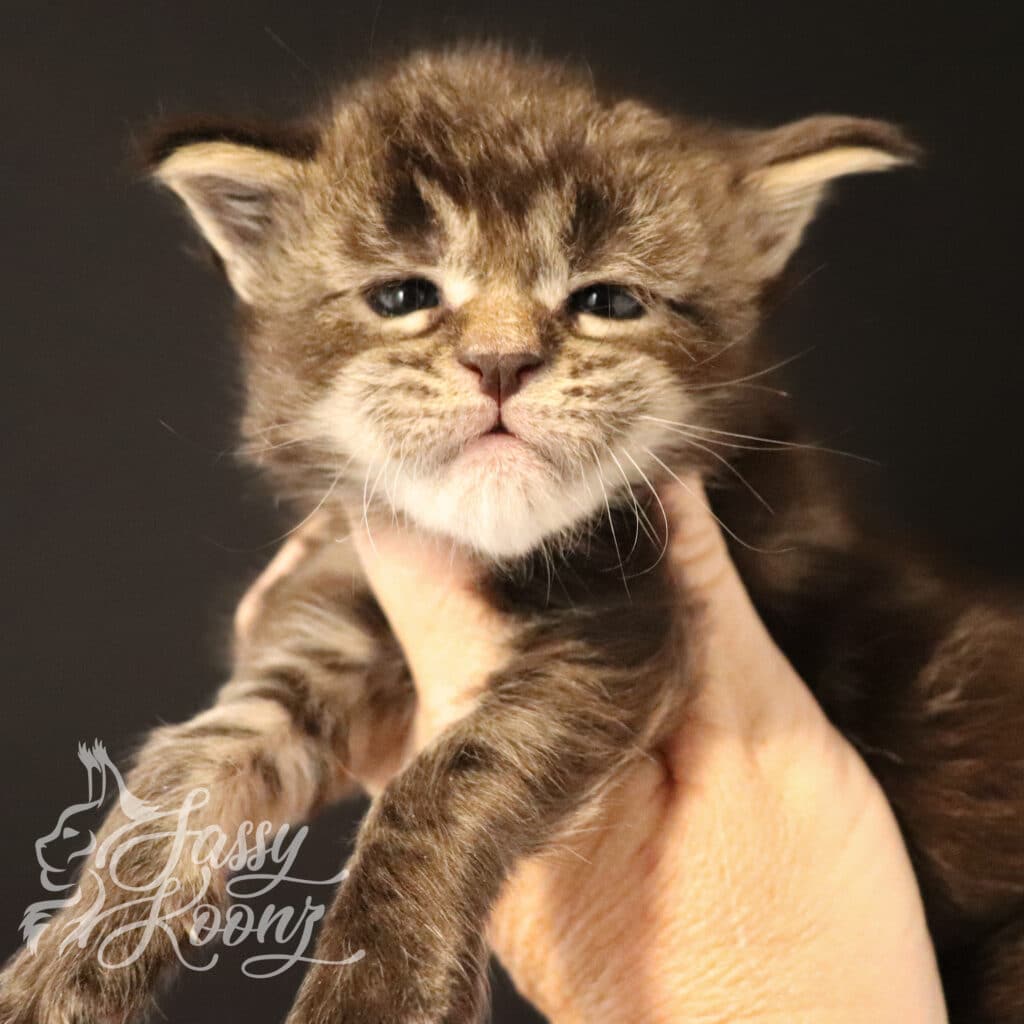 chapter-2-maine-coon-kitten-florida-3 weeks-old ⋆ Sassy Koonz Maine Coon Cattery chapter 2 maine coon kitten florida 3 weeks old