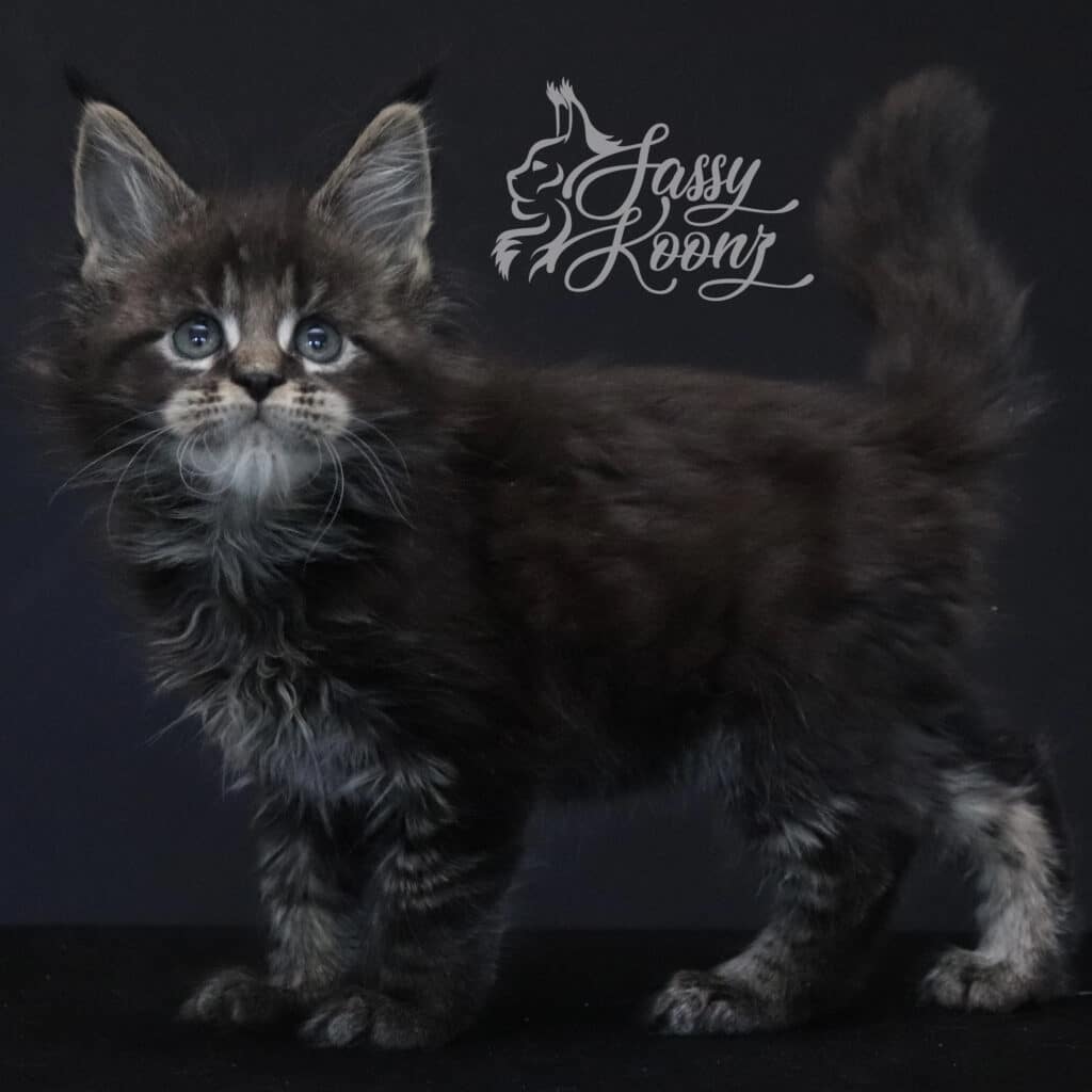 cottonmouth-body-7-weeks-maine-coon-baby ⋆ Sassy Koonz Maine Coon Cattery cottonmouth body 7 Weeks Old Maine Coon baby