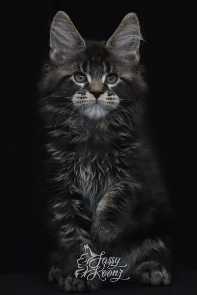 cottonmouth-maine-coon-kitten-11-weeks-old ⋆ Sassy Koonz Maine Coon Cattery maine coon kitten for sale 11 weeks old cottonmouth