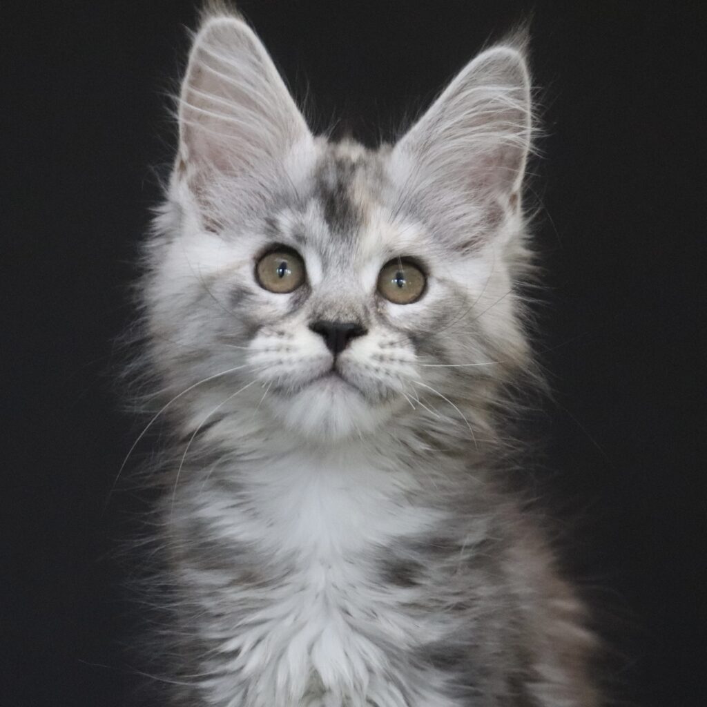 envy-black-silver-torbie-11-weeks ⋆ Sassy Koonz Maine Coon Cattery envy black silver torbie 11 weeks