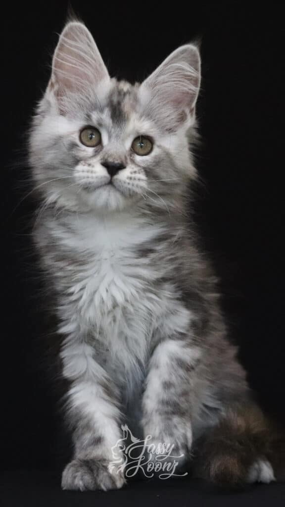 envy-full-body-maine-coon ⋆ Sassy Koonz Maine Coon Cattery envy full body maine coon