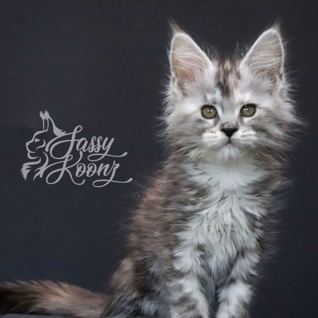 envy-maine-coon-kitten-for-sale-9-weeks-old ⋆ Sassy Koonz Maine Coon Cattery envy maine coon kitten for sale 9 Weeks Old