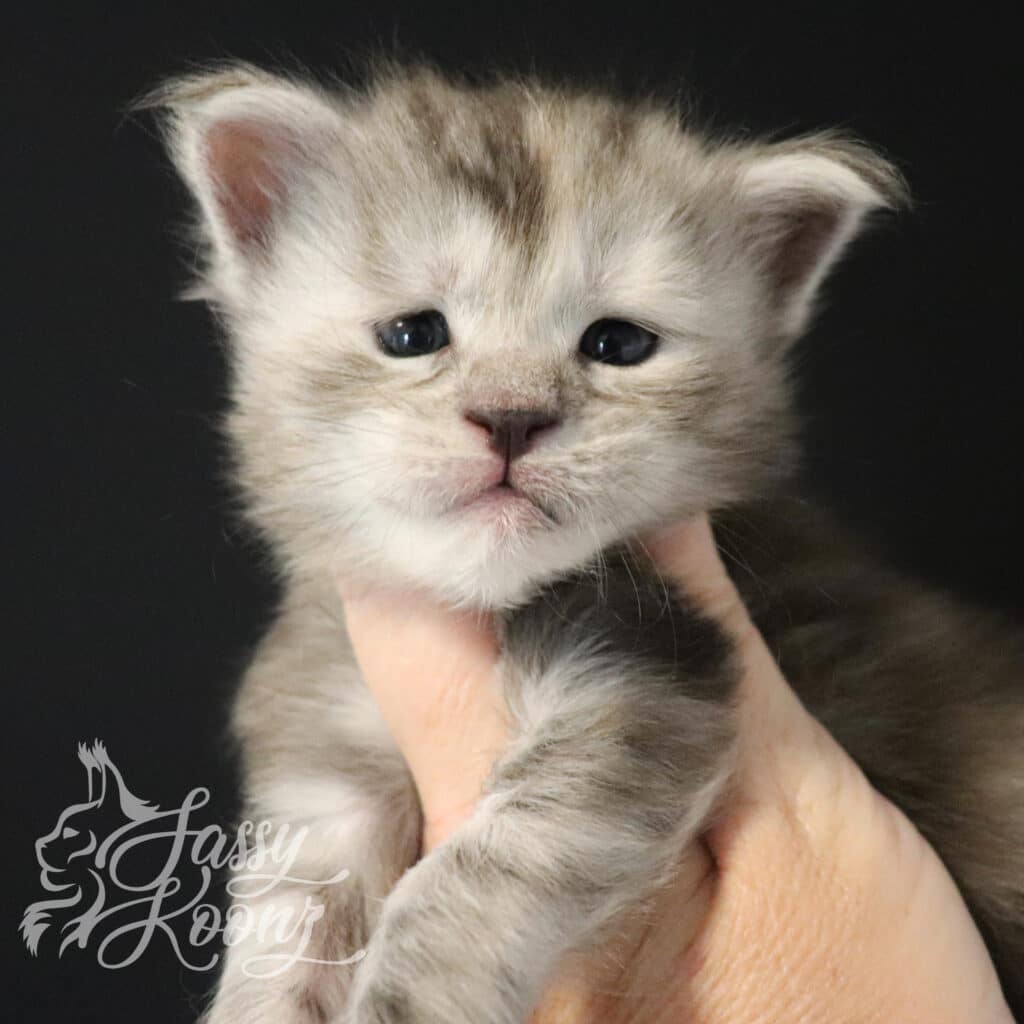 envy-maine-coon-kittens-silver-3-weeks-old ⋆ Sassy Koonz Maine Coon Cattery envy maine coon kittens silver torbie 3 weeks old