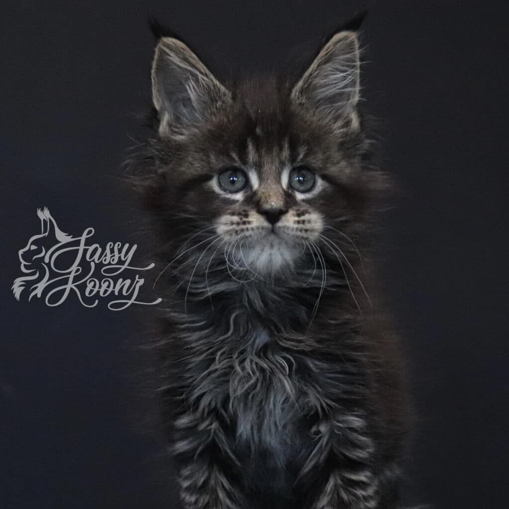 maine-coon-brown-tabby-cottonmouth-7 ⋆ Sassy Koonz Maine Coon Cattery maine coon brown tabby cottonmouth 7 weeks old