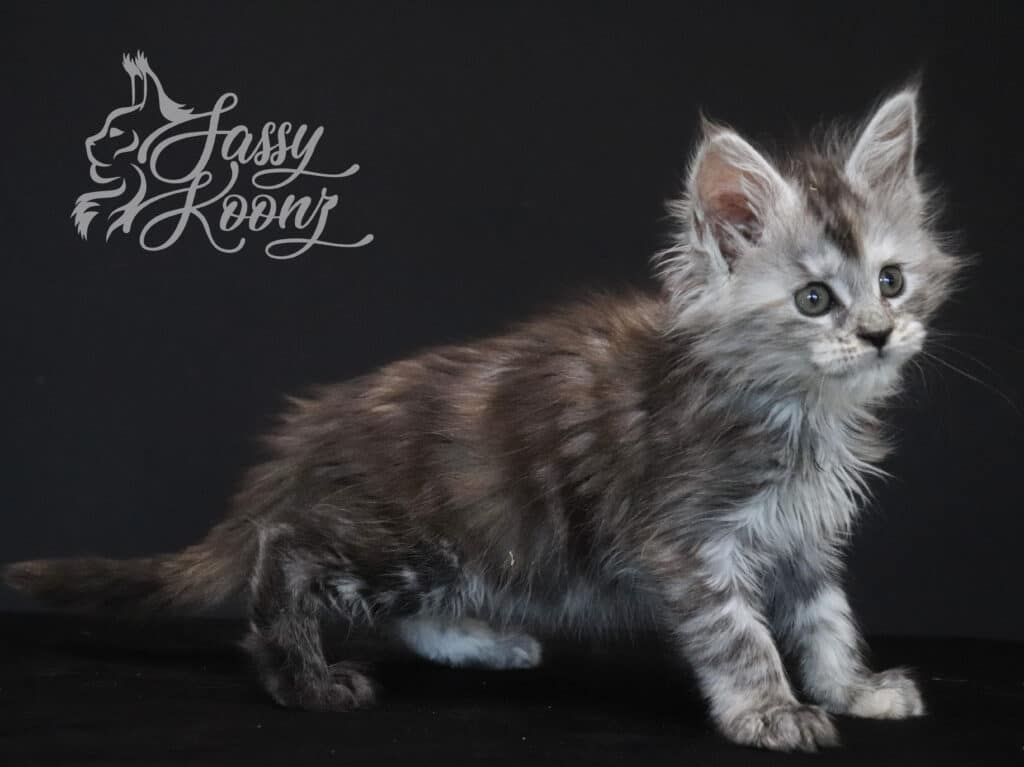 maine-coon-cat-silver-torbie-envy-7-weeks ⋆ Sassy Koonz Maine Coon Cattery maine coon cat silver torbie envy 7 weeks old