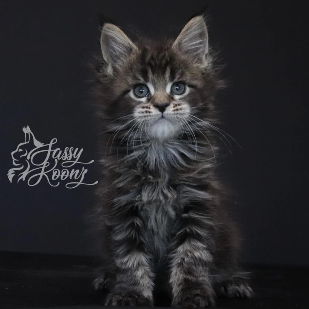 maine-coon-kitten-brown-tabby-chapter-2-7-weeks ⋆ Sassy Koonz Maine Coon Cattery maine coon kitten brown tabby chapter 2 7 weeks old