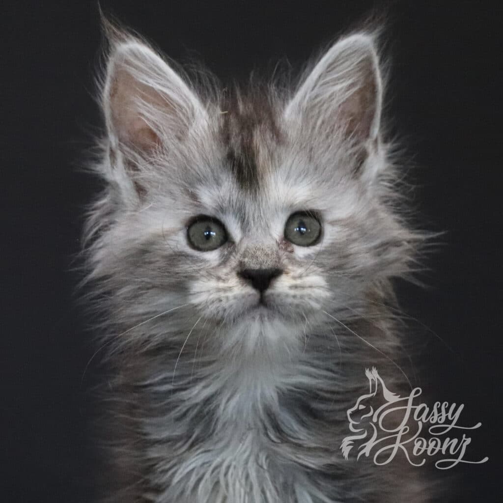 maine-coon-kitten-envy-7-weeks-old ⋆ Sassy Koonz Maine Coon Cattery maine coon kitten envy 7 weeks old