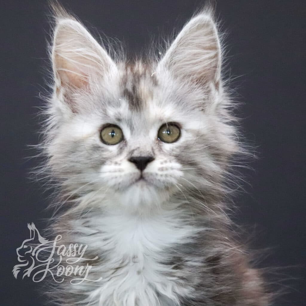 maine-coon-kitten-envy-9-weeks-old ⋆ Sassy Koonz Maine Coon Cattery maine coon kitten envy 9 weeks old