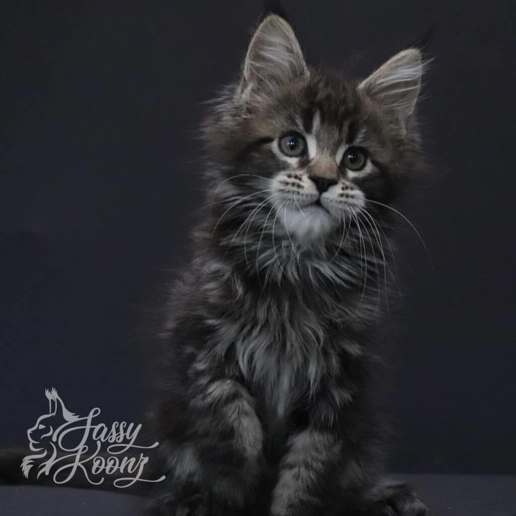 maine-coon0kittens-for-sale-chapter-2-9-weeks-old ⋆ Sassy Koonz Maine Coon Cattery maine coon kittens for sale chapter 2 9 weeks old