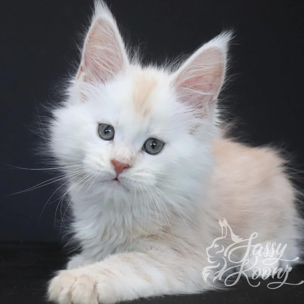 red-silver-maine-coon-for-sale-sugarman ⋆ Sassy Koonz Maine Coon Cattery red silver maine coon for sale sugarman