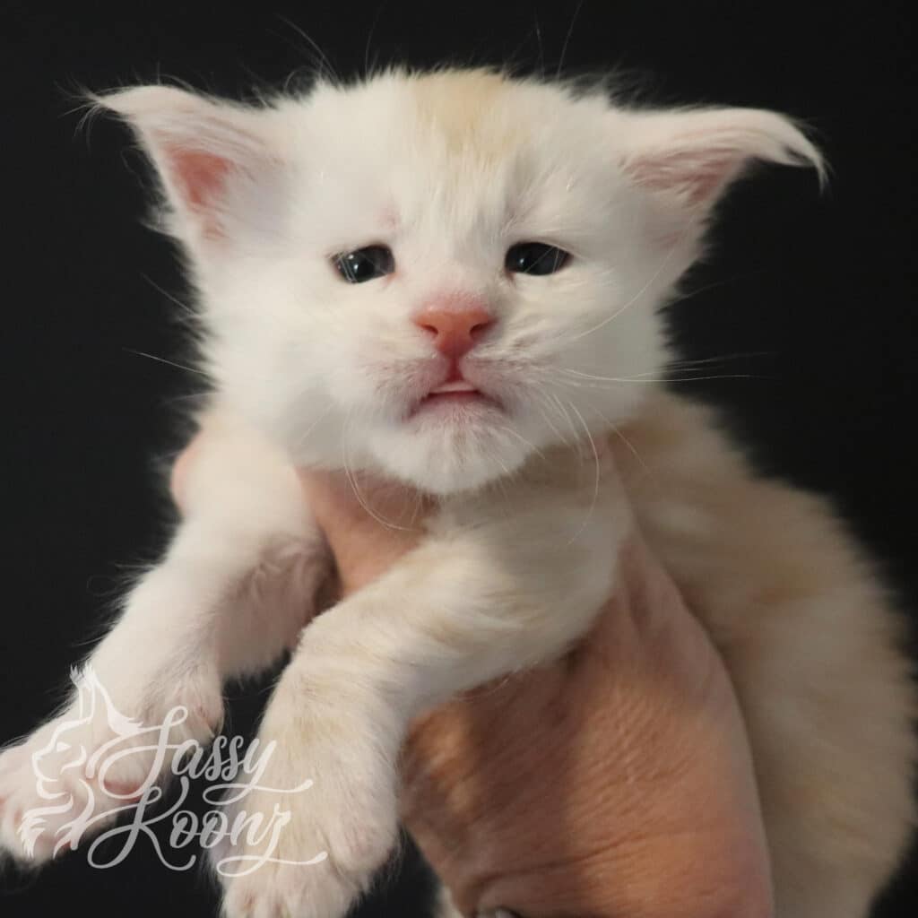 red-silver-maine-coon-kitten-sugarman ⋆ Sassy Koonz Maine Coon Cattery
