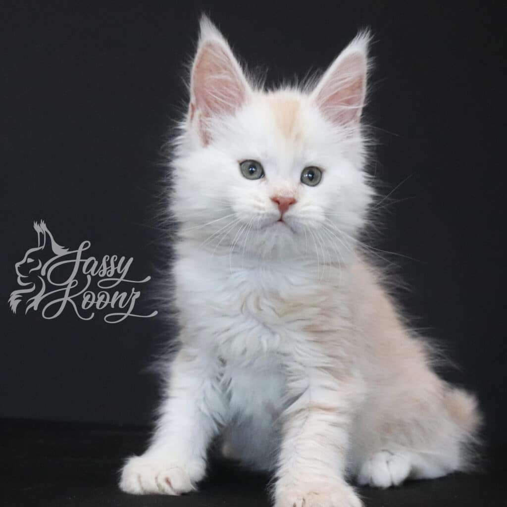 red-silver-maine-coon-kittens-sugarman ⋆ Sassy Koonz Maine Coon Cattery red silver maine coon kittens sugarman