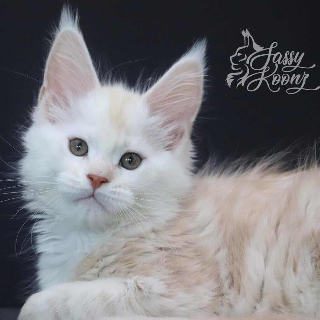 red-silver-maine-coon-sugarman-9-weeks-old ⋆ Sassy Koonz Maine Coon Cattery red silver maine coon sugarman 9 weeks old