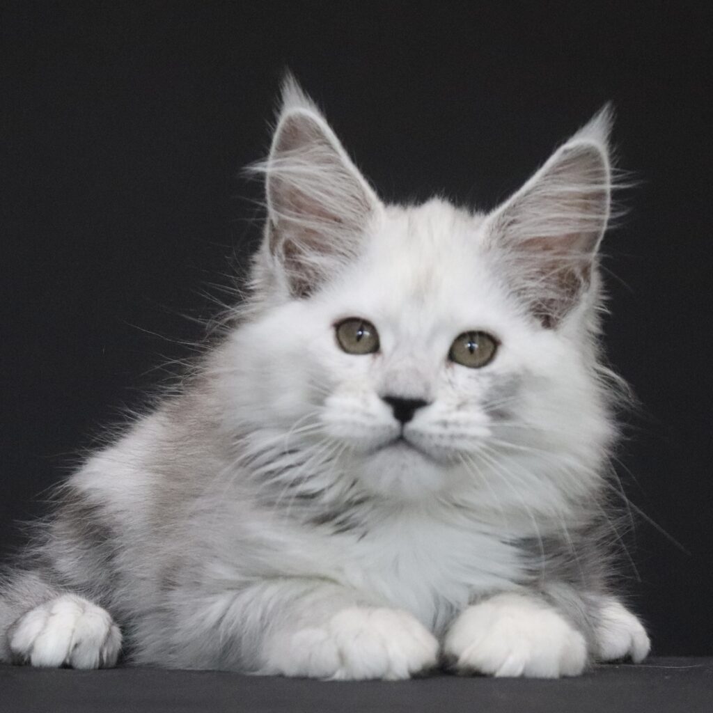 silvee-maine-coon-kittens-for-sale ⋆ Sassy Koonz Maine Coon Cattery black silver shaded torbie maine coon kitten from sassy koonz