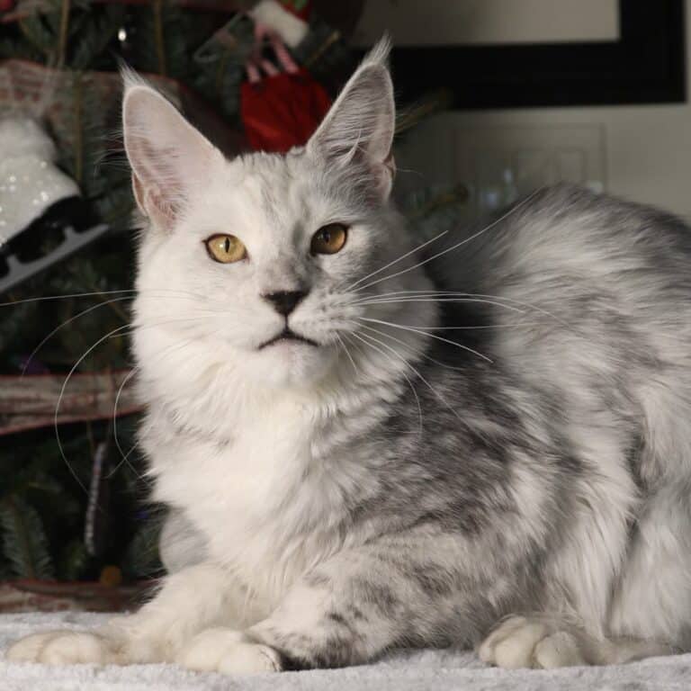 silvee maine coon silver shaded 6 momths old