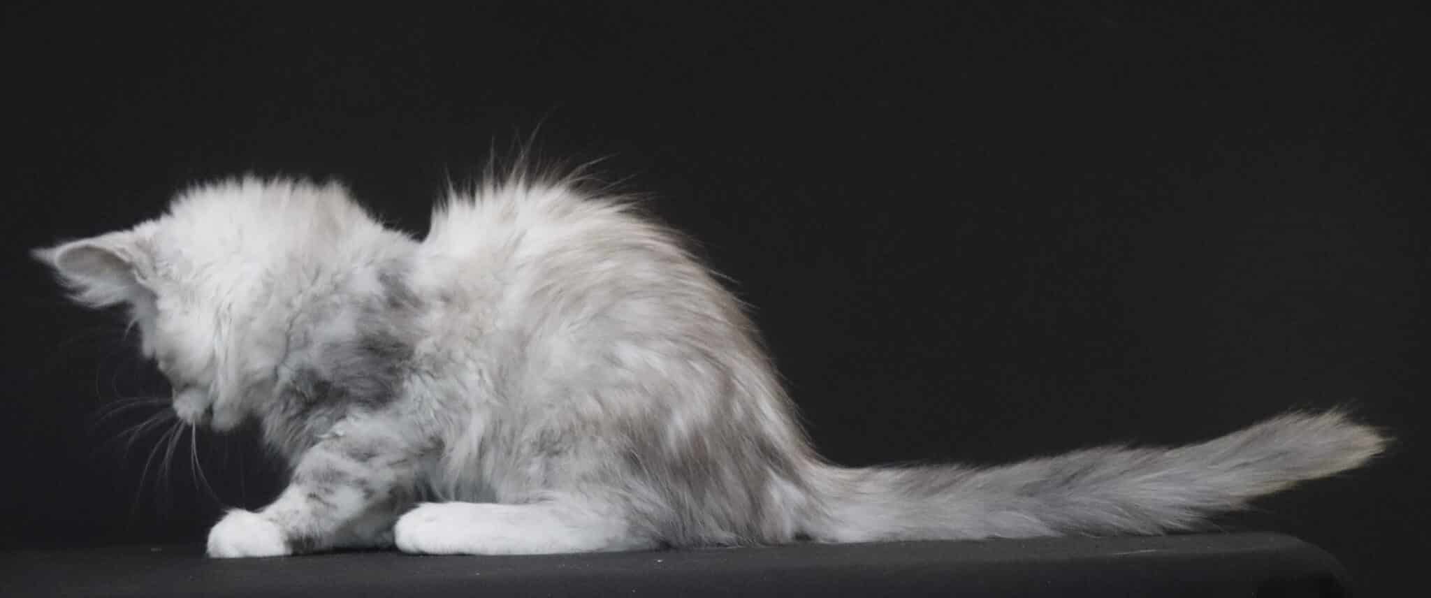 silver-shaded-maine-coon-body ⋆ Sassy Koonz Maine Coon Cattery silver shaded maine coon body