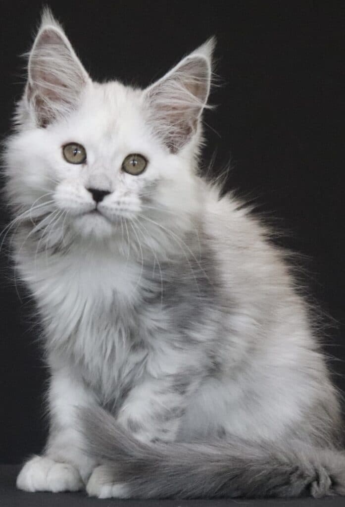 silver-shaded-shaded-maine-coon-silvee ⋆ Sassy Koonz Maine Coon Cattery silver shaded maine coon silvee