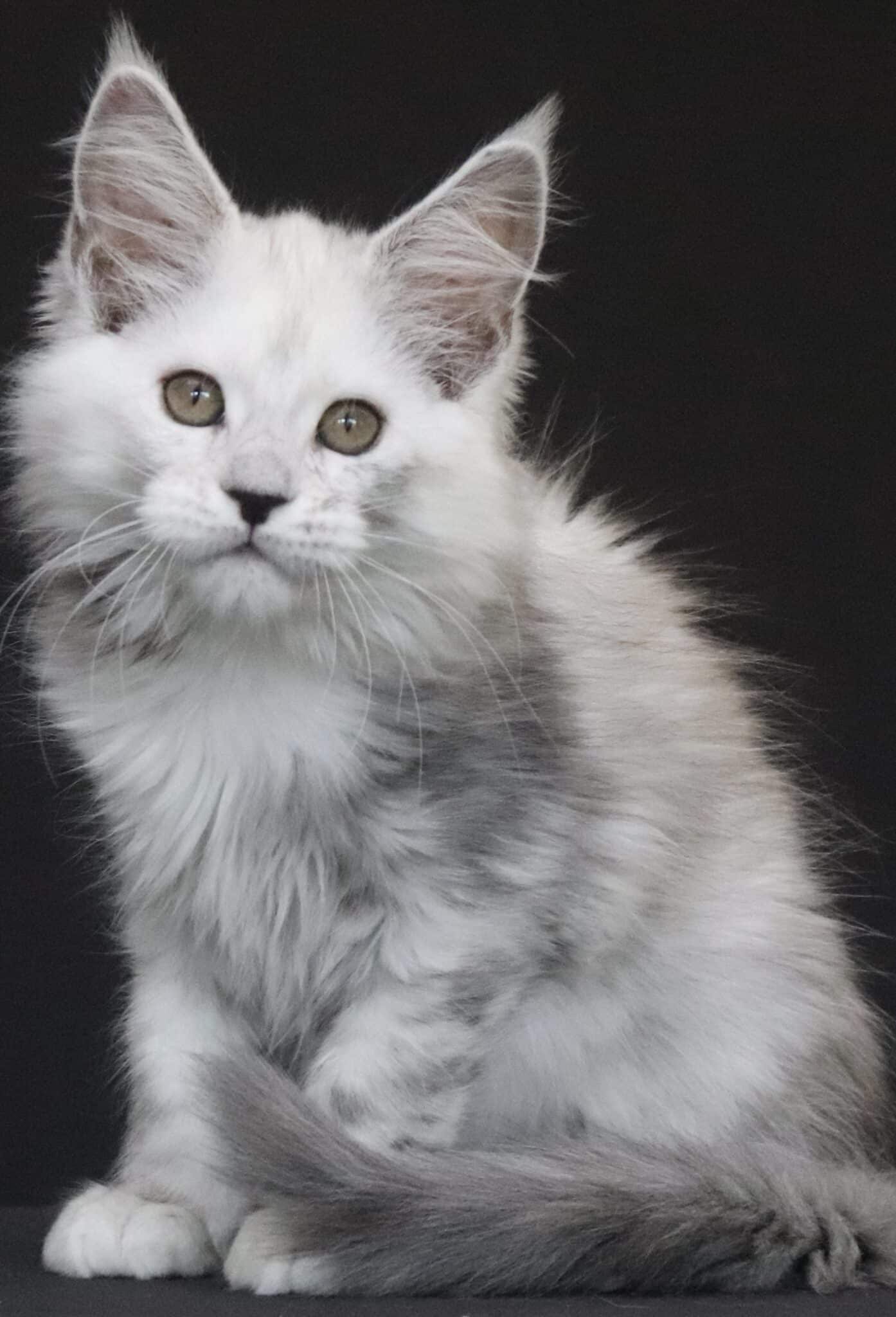 silver-shaded-shaded-maine-coon-silvee ⋆ Sassy Koonz Maine Coon Cattery silver shaded maine coon silvee