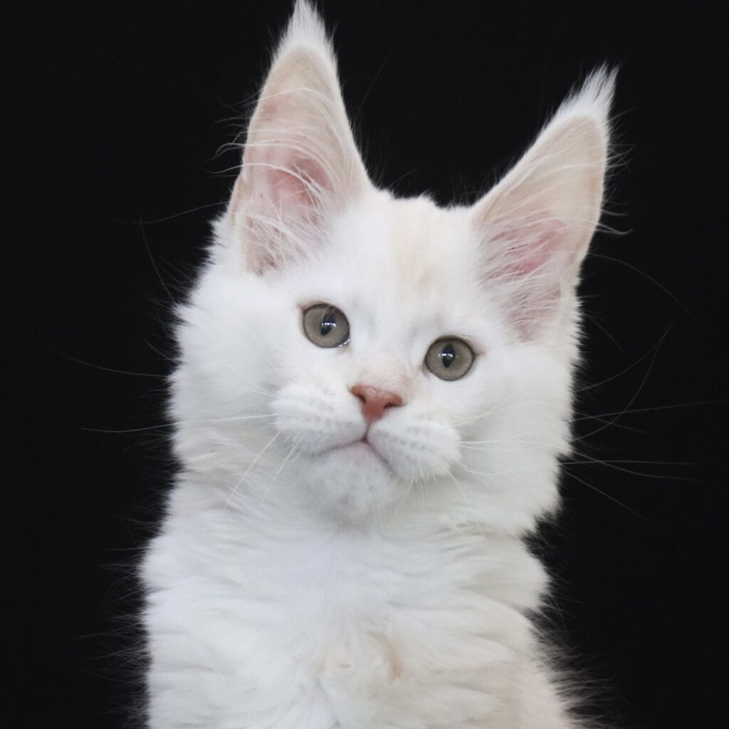 sugarman-maine-coon-kitten-11-weeks ⋆ Sassy Koonz Maine Coon Cattery sugarman maine coon kitten 11 weeks old