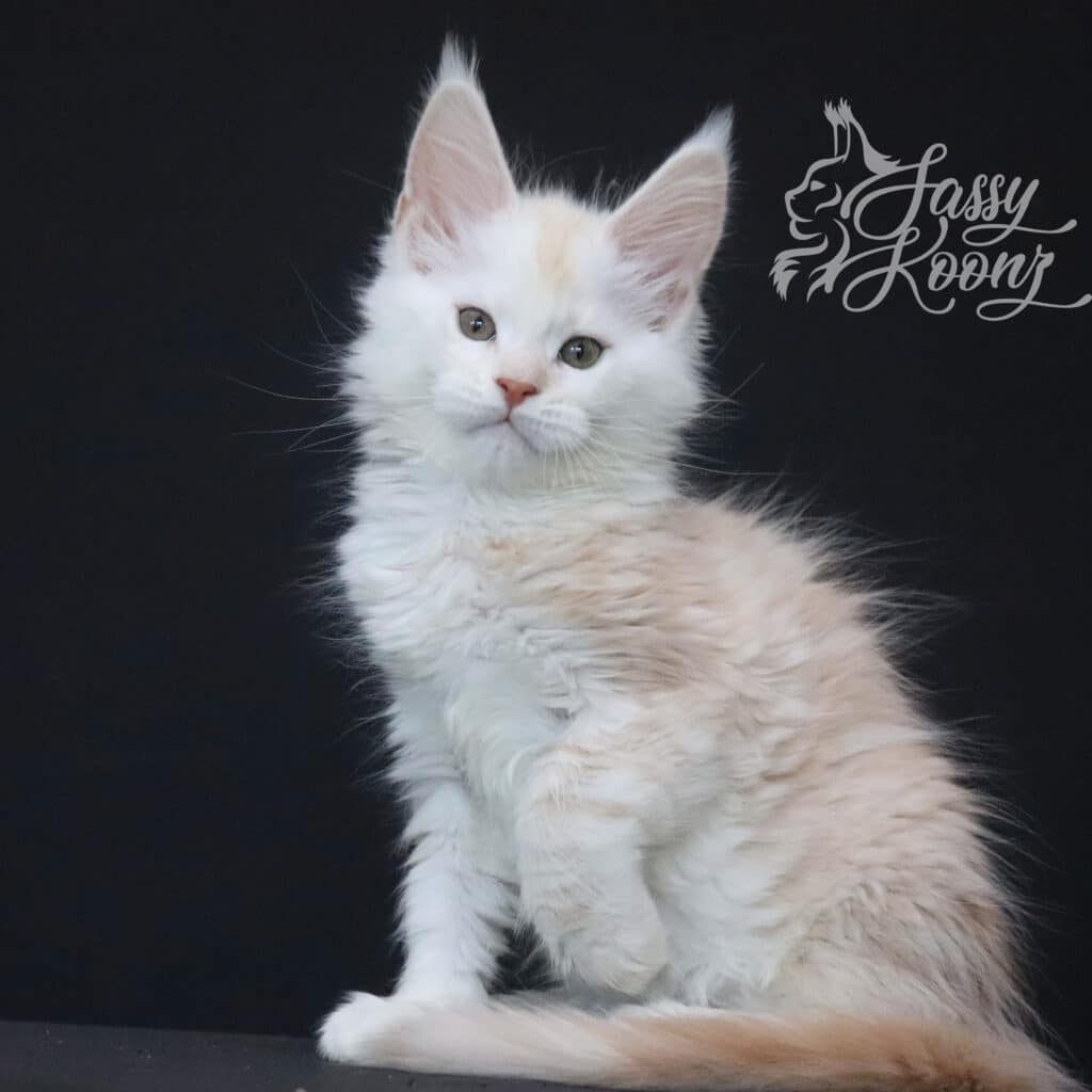 sugarman-red-silver-9-weeks-old-maine-coon ⋆ Sassy Koonz Maine Coon Cattery sugarman red silver 9 weeks old maine coon