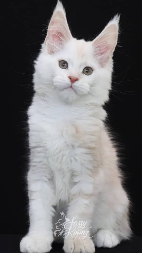 tall-maine-coon-kittens-11-weeks ⋆ Sassy Koonz Maine Coon Cattery tall maine coon kittens 11 weeks old