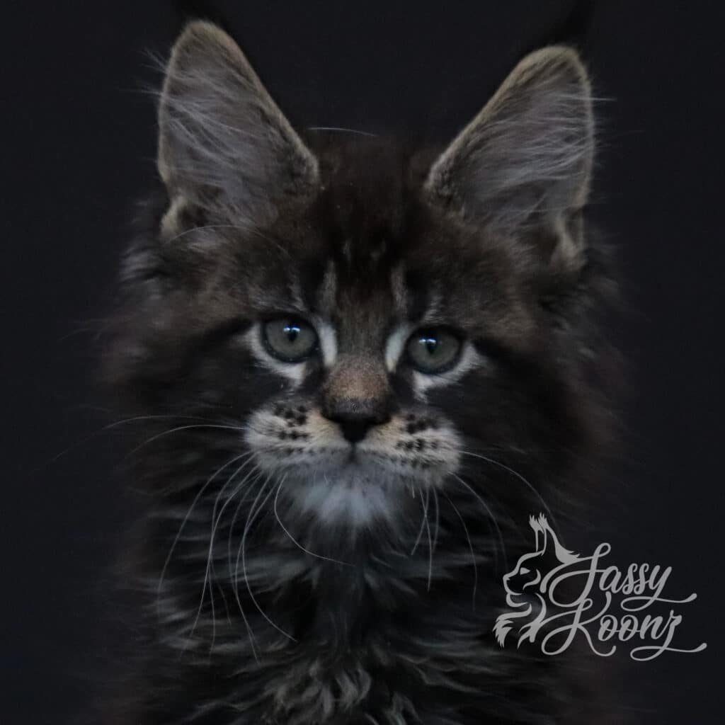 wild-maine-coon-kitten-for-sale-cottonmouth-9-weeks-old ⋆ Sassy Koonz Maine Coon Cattery wild maine coon ktiten for sale cottonmouth 9 weeks old