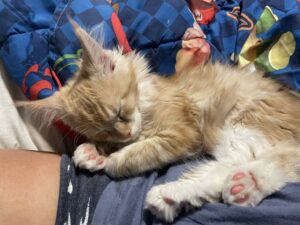 Happy Maine Coon Kitten from Sassy Koonz in new home ⋆ Sassy Koonz Maine Coon Cattery happy maine coon kitten from sassy koon at new home sleeping in owners lap