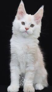 Sugarman as a Kitten ⋆ Sassy Koonz Maine Coon Cattery red silver maine coon kitten from sassy koonz, black background