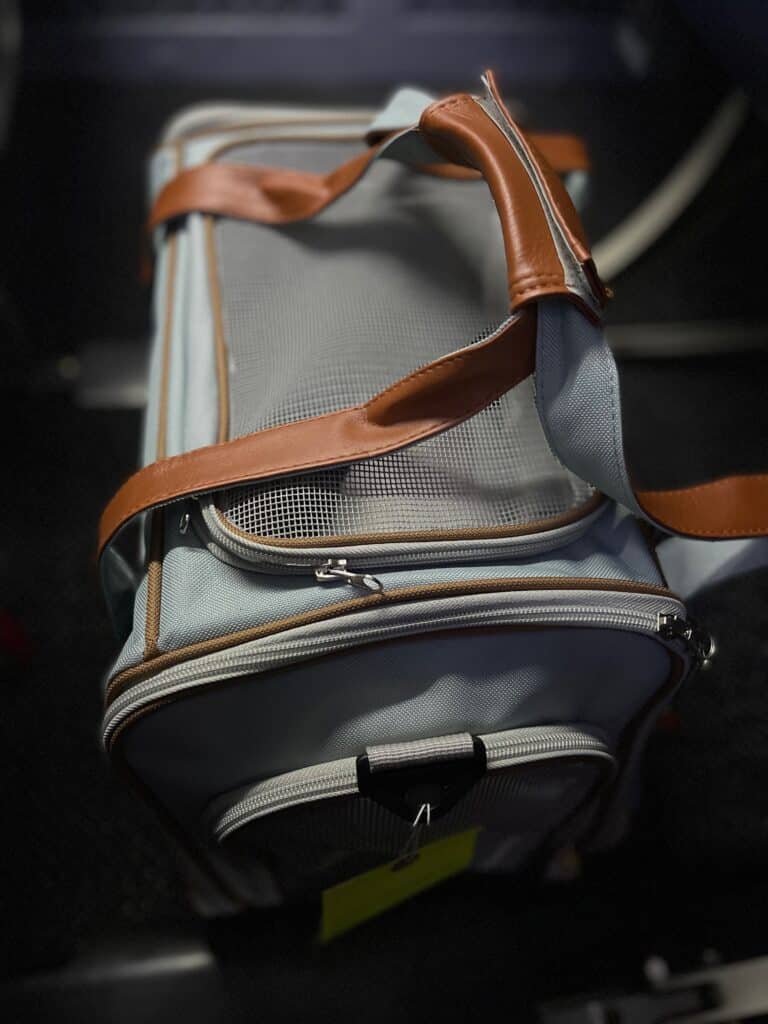 kitten-travel-carrier ⋆ Sassy Koonz Maine Coon Cattery travel carrier sassy koonz maine coons