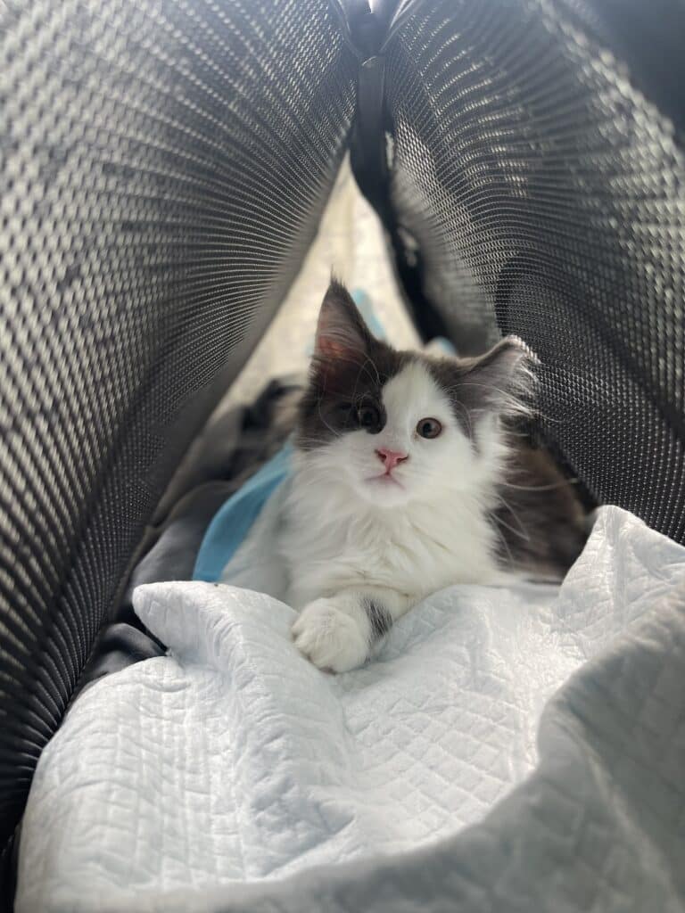 maine-coon-kitten-white-glove-delivery ⋆ Sassy Koonz Maine Coon Cattery maine coon kitten in an airline approved travel bag