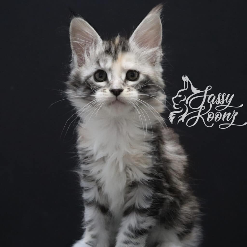 Saraya 7 Weeks Old Maine Coon ⋆ Sassy Koonz Maine Coon Cattery CUte Maine coon kitten for sale Saraya