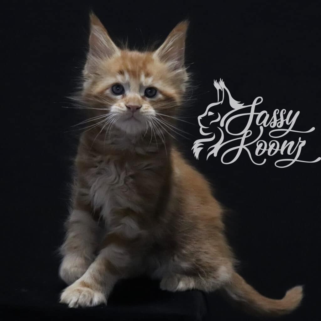 Ronnie the Maine Coon ⋆ Sassy Koonz Maine Coon Cattery Adorable Maine coon kitten Ronnie 7 weeks old
