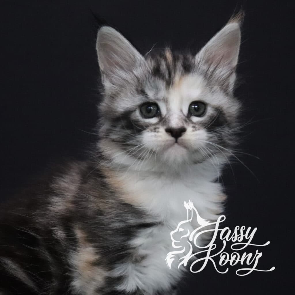 Saraya 5 weeks old ⋆ Sassy Koonz Maine Coon Cattery Maine coon kitten girl for sale silver torbie Saraya