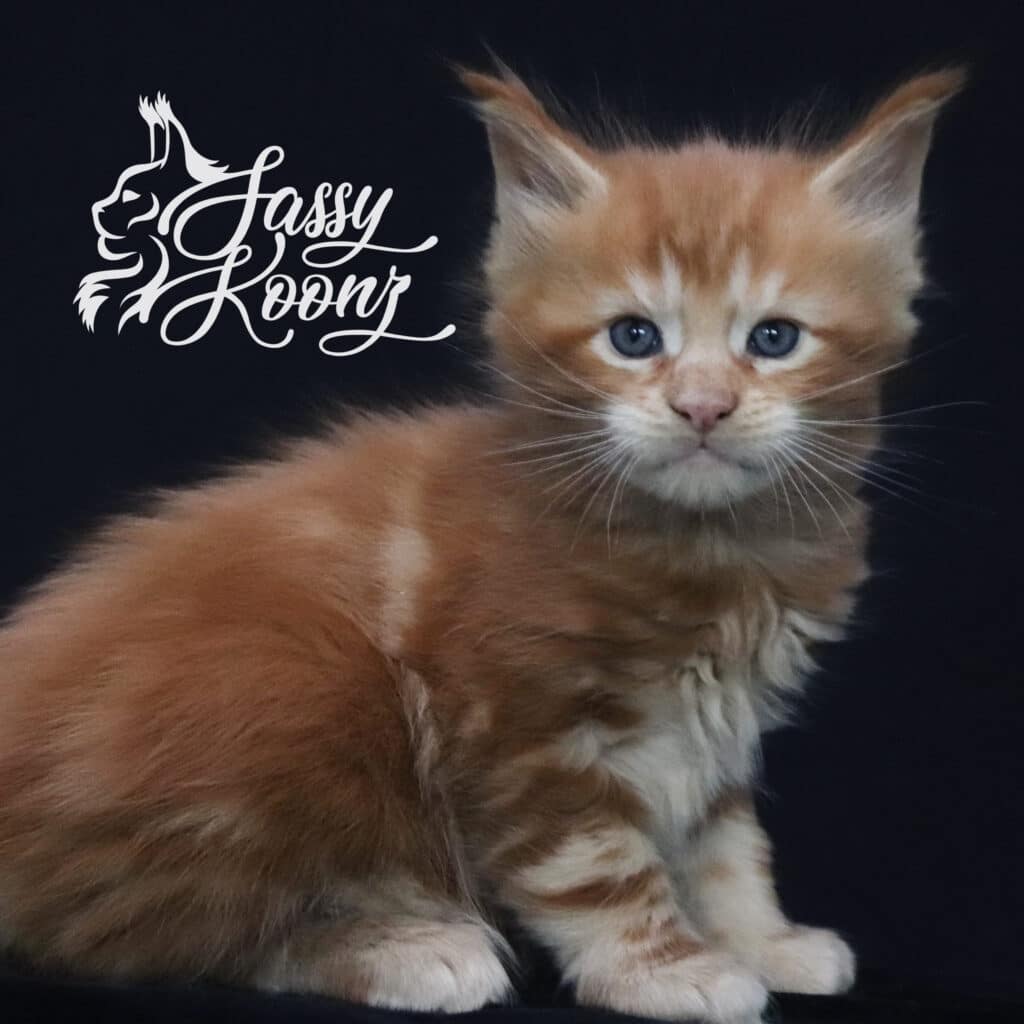 Ronnie 5 weeks old ⋆ Sassy Koonz Maine Coon Cattery Maine coon kittens for sale Ronnie 5 weeks old