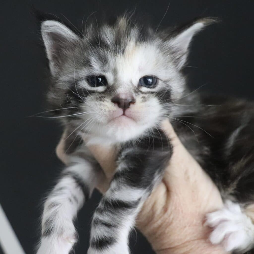 Saraya 3 Weeks old ⋆ Sassy Koonz Maine Coon Cattery Saraya Maine coon kitten for sale 3 weeks old