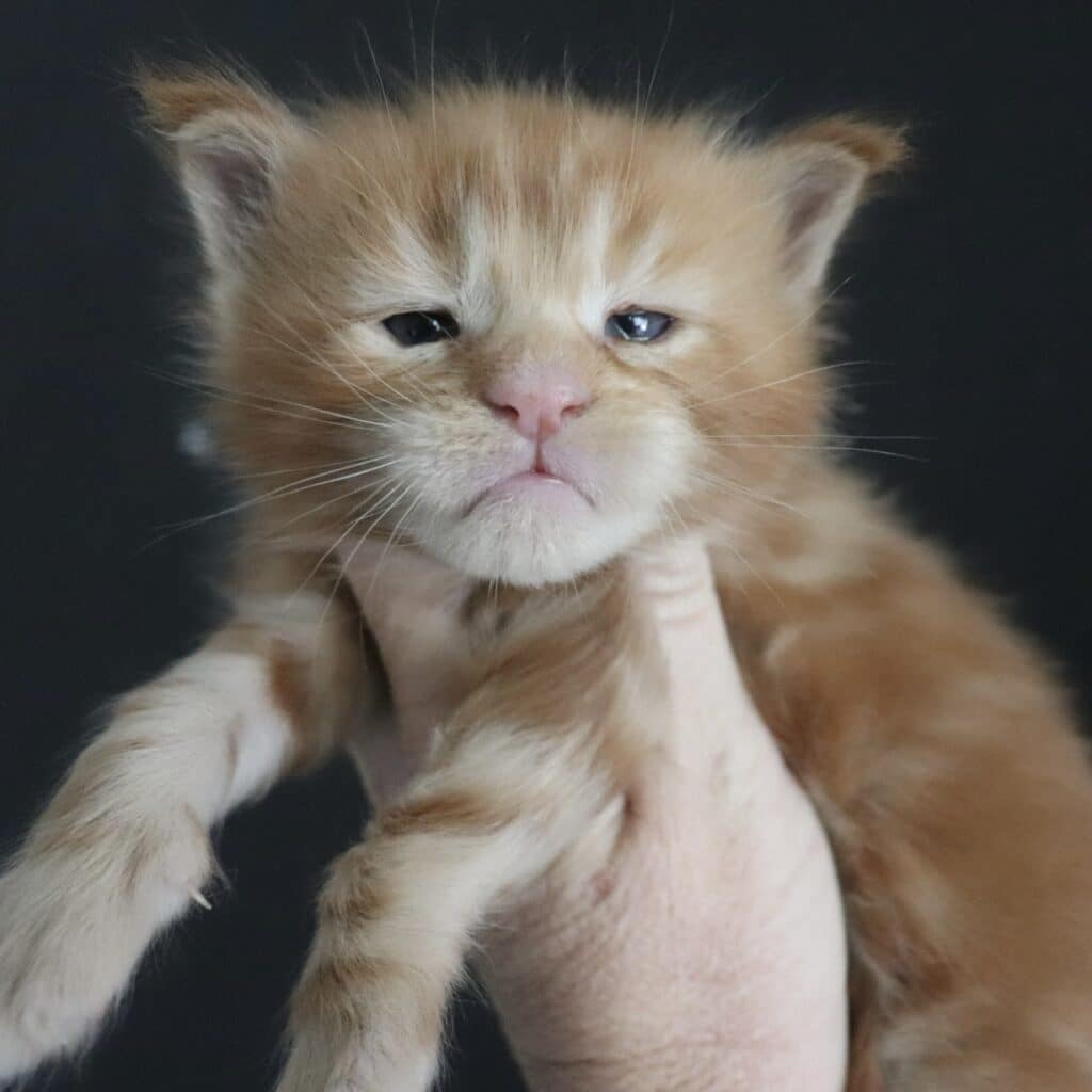 Ronnie Maine Coon Kitten ⋆ Sassy Koonz Maine Coon Cattery Maine coon kitten for sale Ronnie 3 weeks old orange