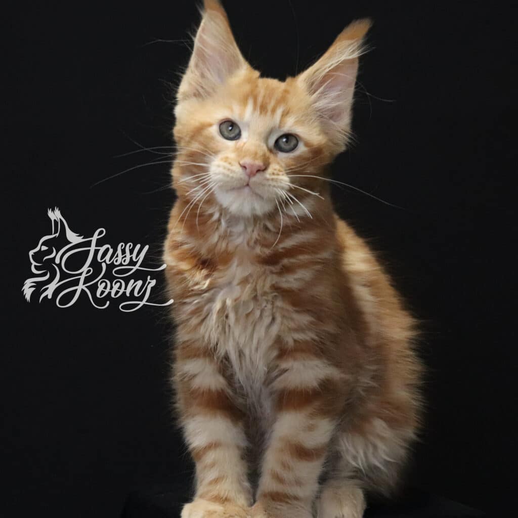breed-standard-maine-coon-ronnie-11-weeks-old ⋆ Sassy Koonz Maine Coon Cattery breed standard maine coon ronnie 11 weeks old