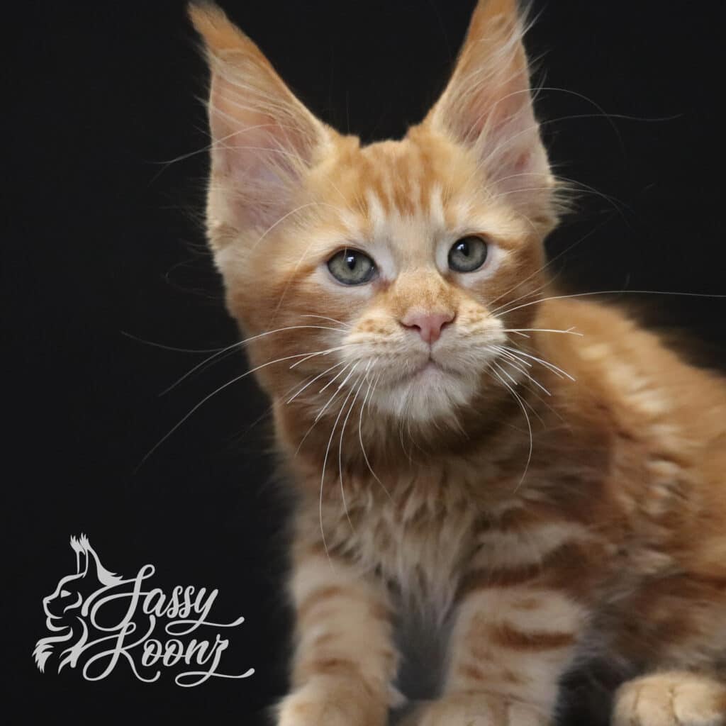 maine-coon-kitten-ronnie-11-weeks ⋆ Sassy Koonz Maine Coon Cattery maine coon kitten ronnie 11 weeks