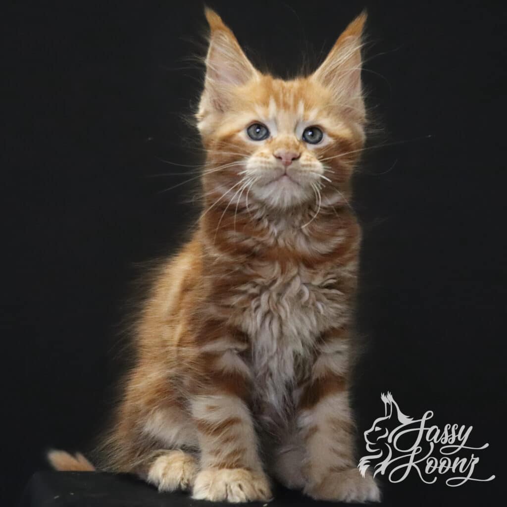 maine-coon-kitten-ronnie-9-weeks-old-red ⋆ Sassy Koonz Maine Coon Cattery maine coon kitten ronnie 9 weeks old red