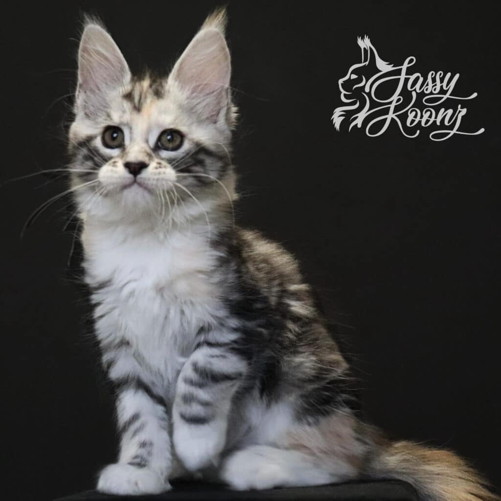 maine-coon-kittens-saraya-9-weeks-old ⋆ Sassy Koonz Maine Coon Cattery maine coon kittens saraya 9 weeks old