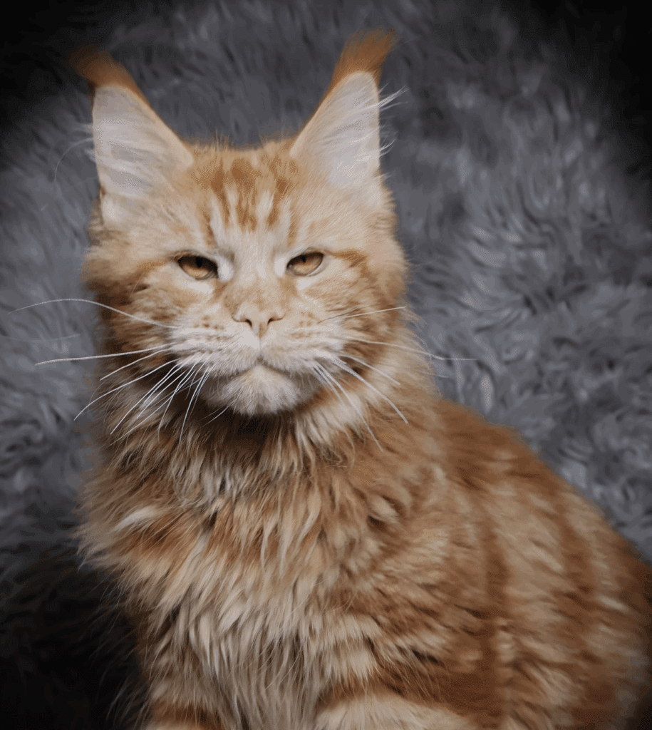 maine-coon-male-awesome-sassy-koonz-ronnie ⋆ Sassy Koonz Maine Coon Cattery maine coon male awesome sassy koonz ronnie