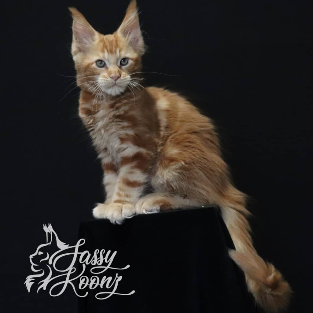 orange-maine-coon-ronnie-11-weeks-old ⋆ Sassy Koonz Maine Coon Cattery orange maine coon ronniw 11 weeks old