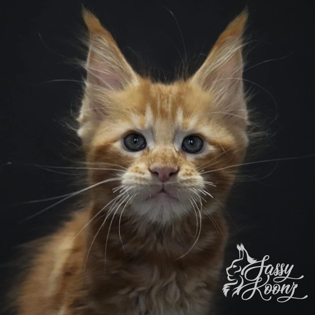 ronnie-9-week-old-maine-coon-kitten-orange ⋆ Sassy Koonz Maine Coon Cattery ronnie 9 week old maine coon kitten orange