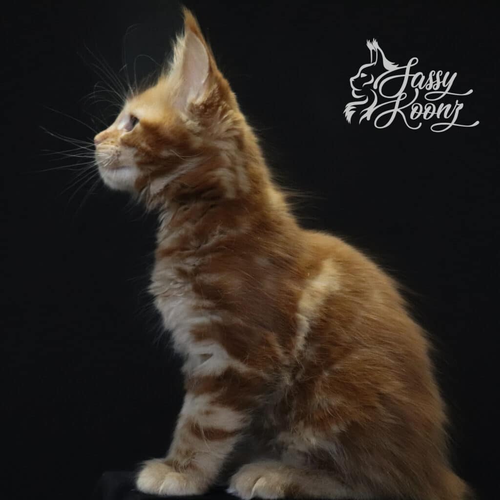 ronnie-profile-maine-coon-kitten-9-weeks-old ⋆ Sassy Koonz Maine Coon Cattery Ronnie Profile maine coon kitten 9 Weeks Old