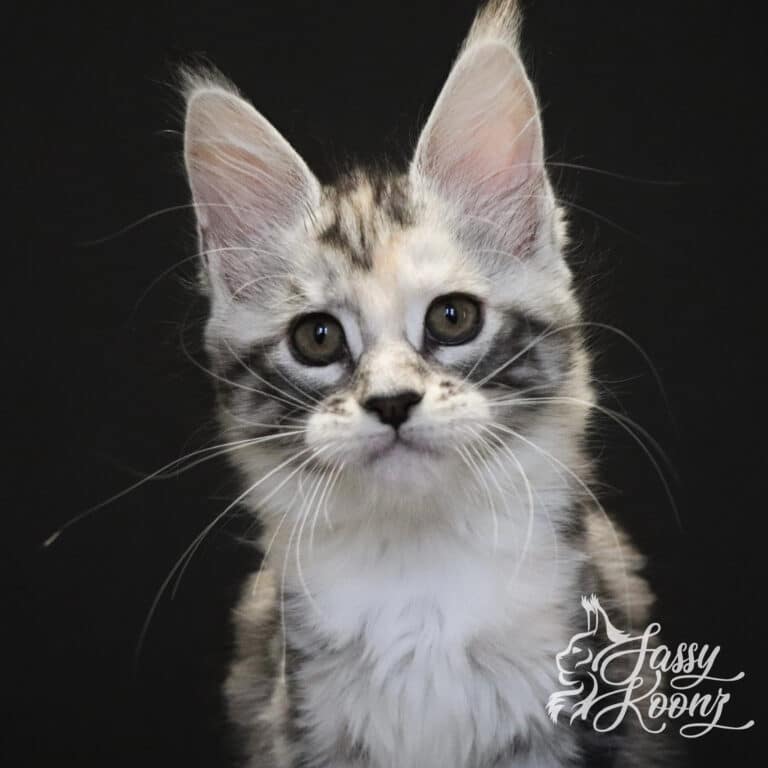 saraya maine coon 9 weeks old