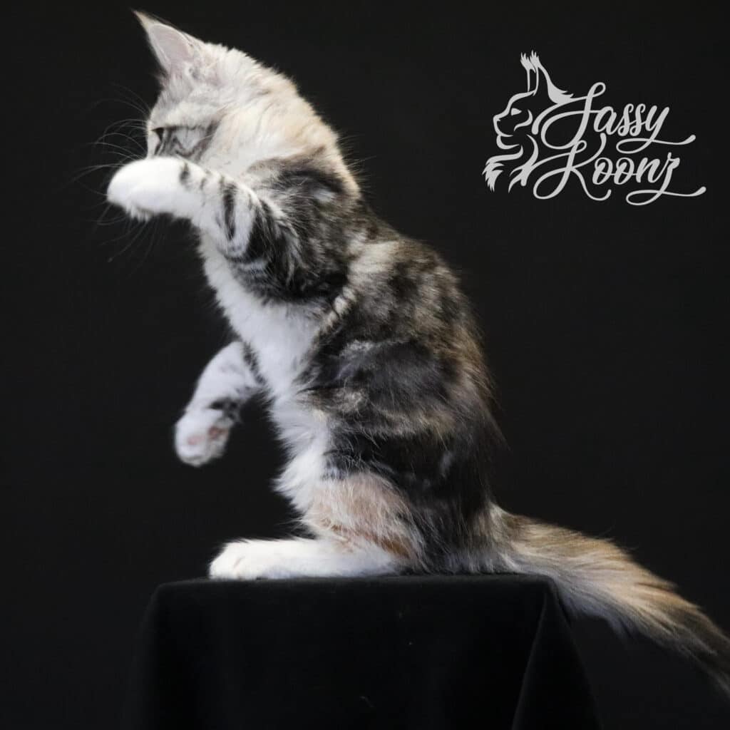 silver-torbie-maine-coon-saraya-9-weeks-old ⋆ Sassy Koonz Maine Coon Cattery silver torbie maine coon saraya 9 weeks old