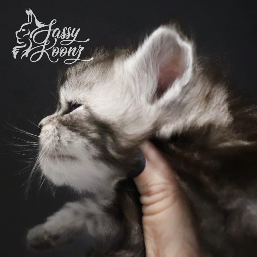 Enjoy Your Slay Profile 3 Weeks Old ⋆ Sassy Koonz Maine Coon Cattery Maine coon kittens for sale silver tabby slay
