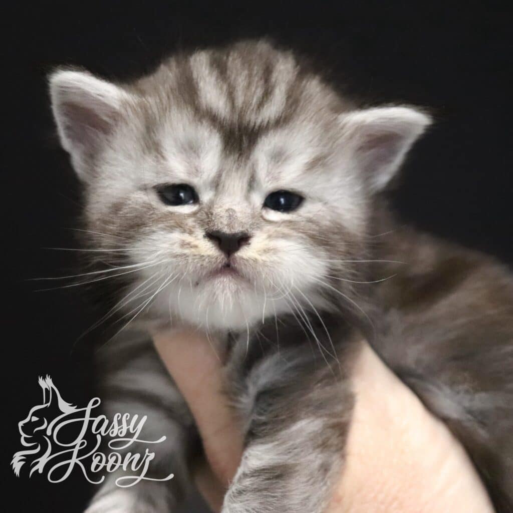 Enjoy Your Slay ⋆ Sassy Koonz Maine Coon Cattery Silver Maine coon tabby 3 weeks old