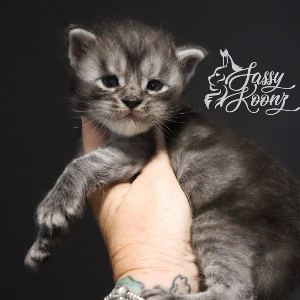 Spencer the Maine Coon ⋆ Sassy Koonz Maine Coon Cattery Spencer then Maine Coon kitten 3 Weeks old